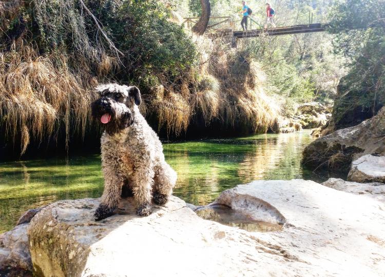 Kerry Blue Terrier. Tatyana en Cazorla.