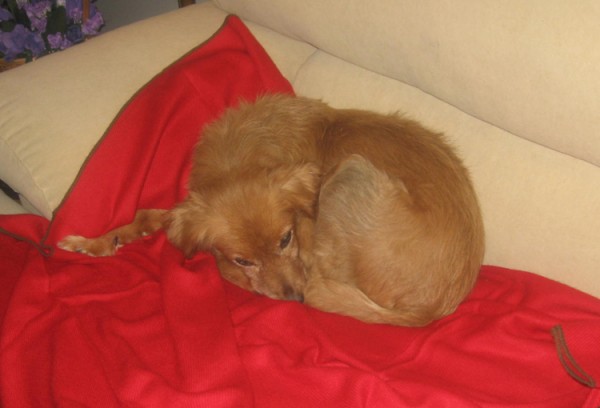  Sin determinar. Tanislao. 