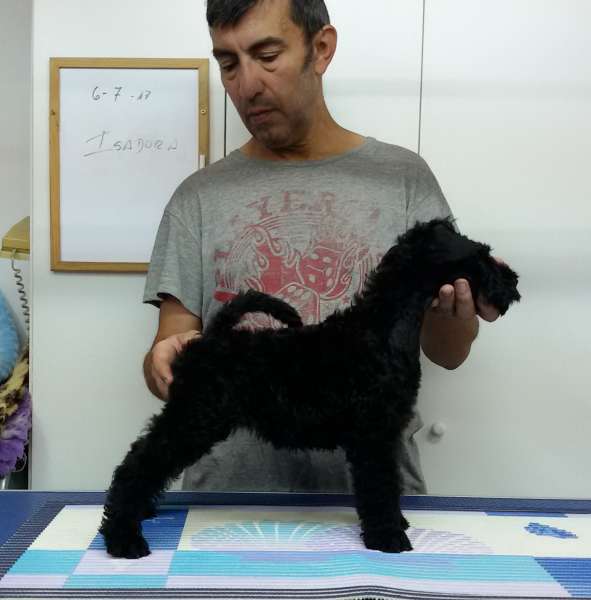 Kerry Blue Terrier. Camada 3I. La Cadiera Isadora.