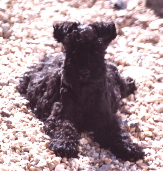 Kerry Blue Terrier. Vestida para Ganar de La Cadiera at Braudag.