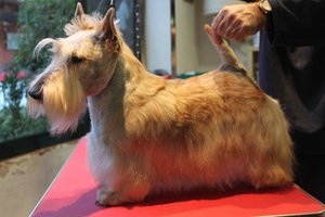 Scottish Terrier. Killisport Lady Casandra. Scottish Terrier. Killisport Lady Casandra.