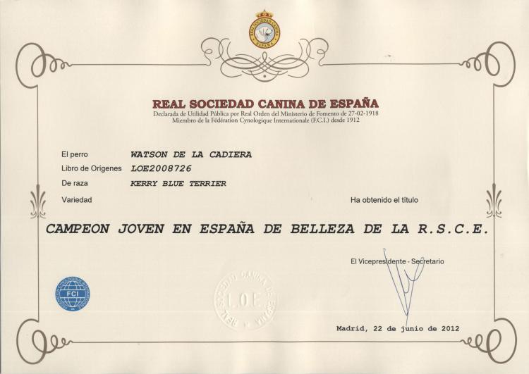 Kerry Blue Terrier.  Jr. Ch. Watson de La Cadiera.