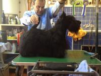 Scottish Terrier. Sir Treysas Von Tinsdal.