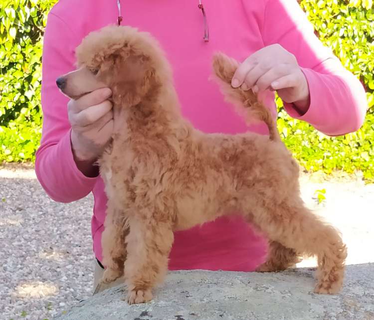 Caniche. La Cadiera Quantum.