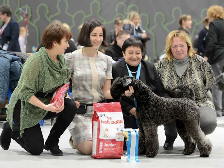 Kerry Blue Terrier. La Cadiera Fenomeno Azul. Exc. 1 - CCJ - BOB Clase Jovenes. Exc. 1 - CCJ - BOB Clase Jovenes. 