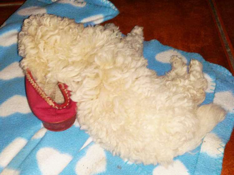 Camada 3J Caniche Enano. Camada 3J. Jon Nieve durmiendo sobre mi zapatilla.