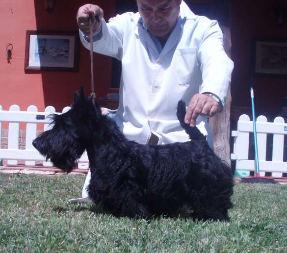 Scottish Terrier. Eversouth As Good As It Is.