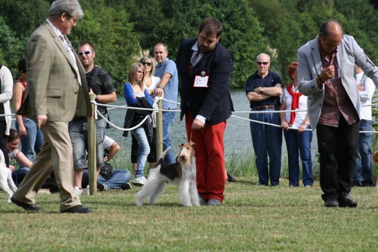 Fox Terrier de Pelo Duro.