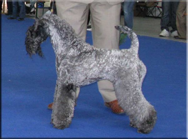 Kerry Blue Terrier. Ch. KerrydomCourt Justine for La Cadiera. 