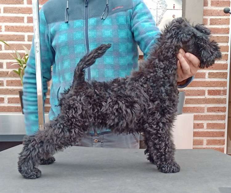 Kerry Blue Terrier. Camada 3P. La Cadiera Perseo. 2 Meses.