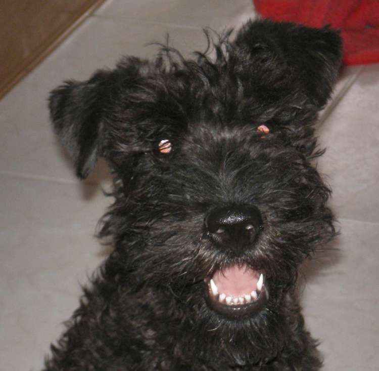 Sirena Azul De La Cadiera.