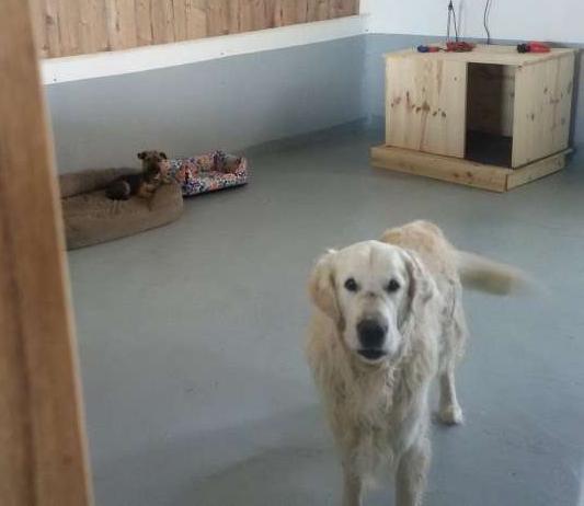 Aston y Tobby descansando tras el paseo. Aston y Tobby descansando tras el paseo.