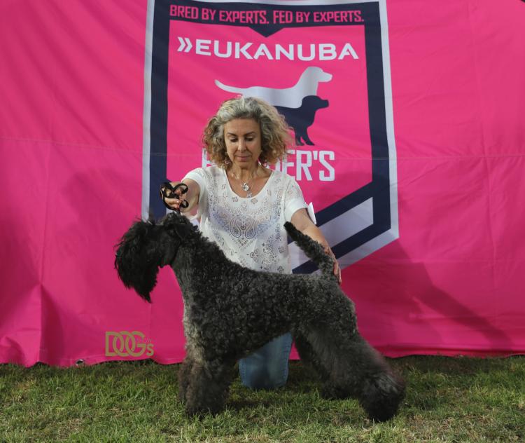 Kerry Blue Terrier.  Ch. La Cadiera Geisha. Exc. 1a CAC CACIB BOS Lisbon Winner.