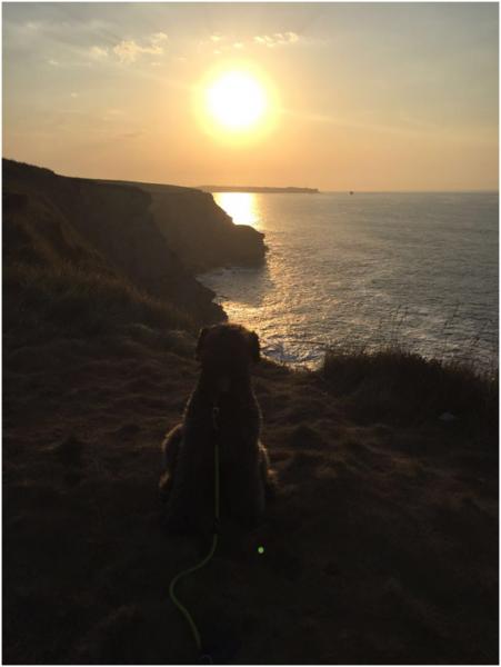 Kerry Blue Terrier. Ambrosio de La Cadiera.