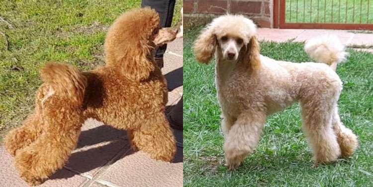 Caniche. Camada 2412.