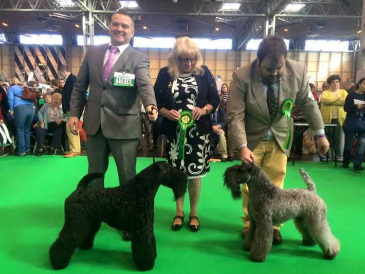 Kerry Blue Terrier.