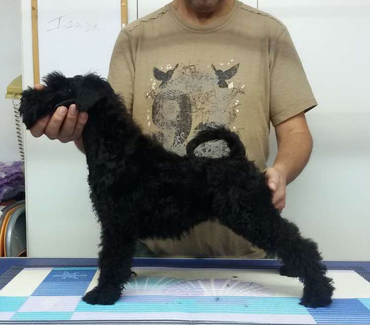 Kerry Blue Terrier. La Cadiera Isolda. 2 months old.