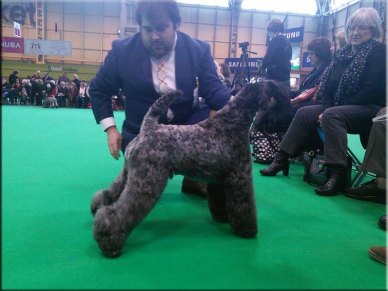 Kerry Blue Terrier. Ch. Viña Urdina de La Cadiera. Exc. 4 Reserve Bitch. 