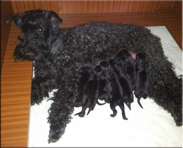 Kerry Blue Terrier. Camada 3C. 