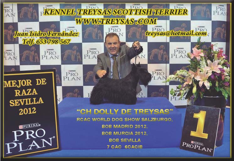 Scottish Terrier.  Ch. Dolly De Treysas. Scottish Terrier.  Ch. Dolly De Treysas.