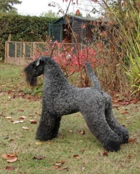 Ch. Dandy Black & Blue Rokoko. Kerry Blue Terrier.  Ch. Dandy Black   Blue Rokoko. Ch. Dandy Black & Blue Rokoko. Kerry Blue Terrier.  Ch. Dandy Black   Blue Rokoko.