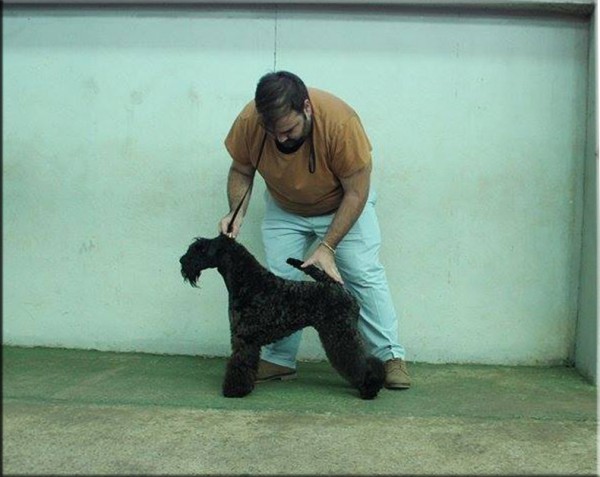 Kerry Blue Terrier. La Cadiera Geisha. Exc. 1ª - CCJ.