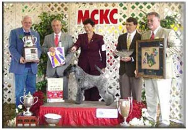 Kerry Blue Terrier. Dinnyesvarosi Bluish Beauty for Kerrydom Court.  Kerry Blue Terrier. Dinnyesvarosi Bluish Beauty for Kerrydom Court.