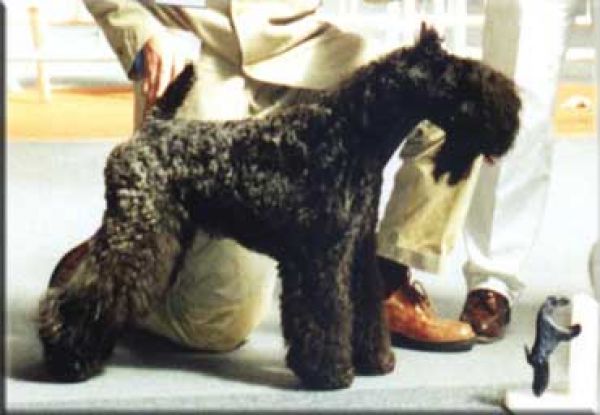 Kerry Blue Terrier. Triana Pura de La Cadiera at Del Besaya. 