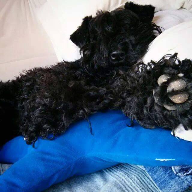 Casiopea de La Cadiera.