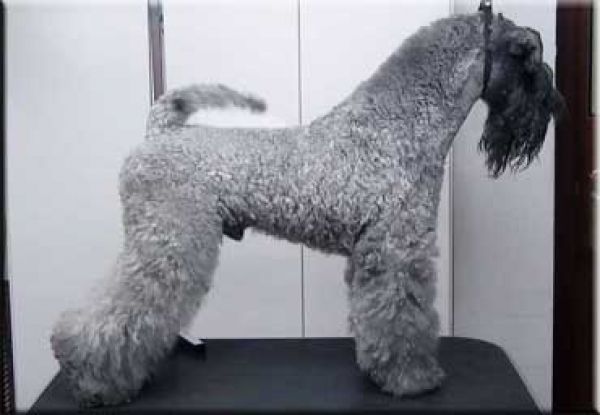 Kerry Blue Terrier. Quid El, de La Cadiera. 