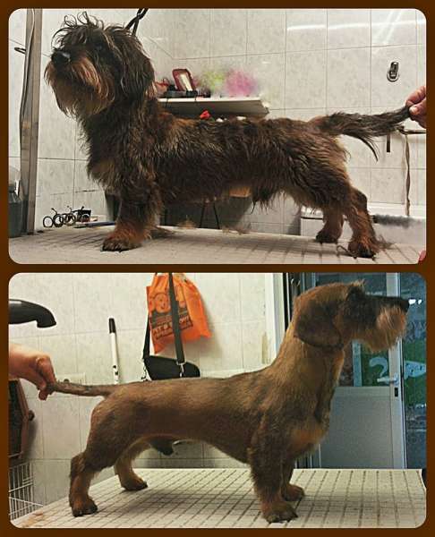 Trabajo con Teckel de pelo duro.