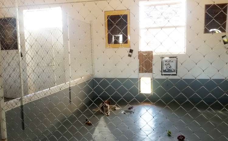 Dana descansando en su parque de la Residencia Canina La Cadiera en Avila