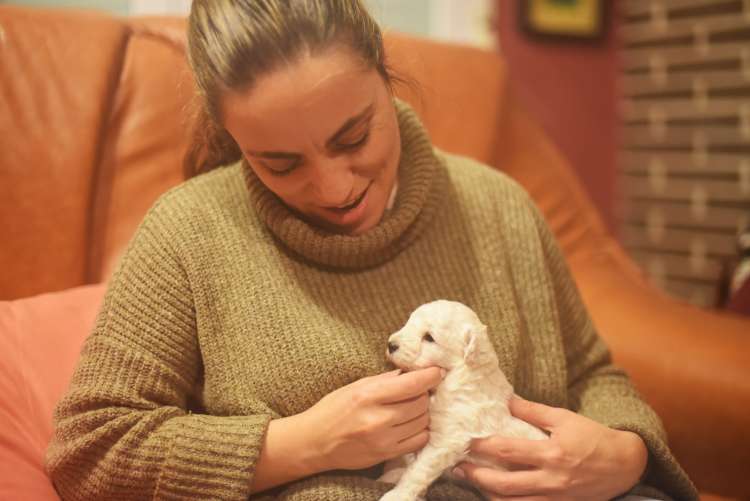 Camada 3J Caniche Enano. Caniche. Camada 3J. La Cadiera Jon Nieve con Rosa Ardá.