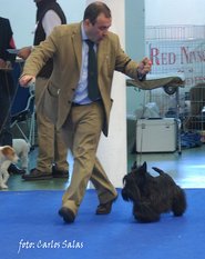 Scottish Terrier.  Ch. Dundee Boogie Woogie. Scottish Terrier.  Ch. Dundee Boogie Woogie.