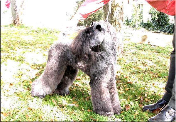 Kerry Blue Terrier. Ch. Yaztal de La Cadiera.  Kerry Blue Terrier. Ch. Yaztal de La Cadiera.