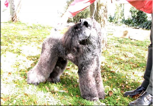 Kerry Blue Terrier. Ch. Yaztal de La Cadiera. 