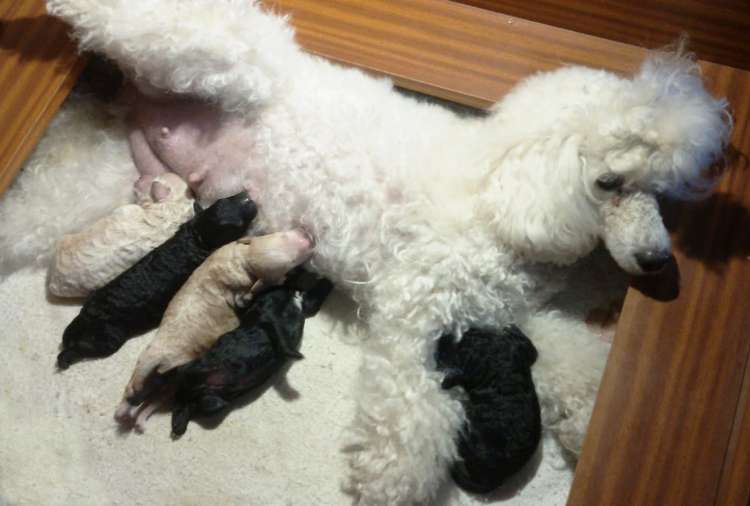 Caniche. Camada 3O con 5 dias.