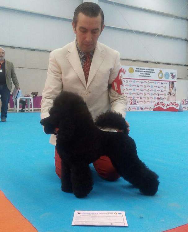 Ch. Zabavny Kolokolchik Gorletti. Exc. 1ª C.A.C. B.O.B.. Ch. Zabavny Kolokolchik Gorletti. Exc. 1ª C.A.C. B.O.B..