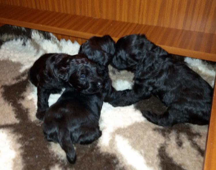 Kerry Blue Terrier. Camada 3H con 3 semanas.