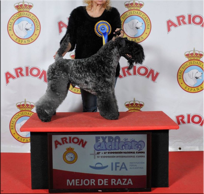 Kerry Blue Terrier. Corben Dallas de La Cadiera. Kerry Blue Terrier. Corben Dallas de La Cadiera.