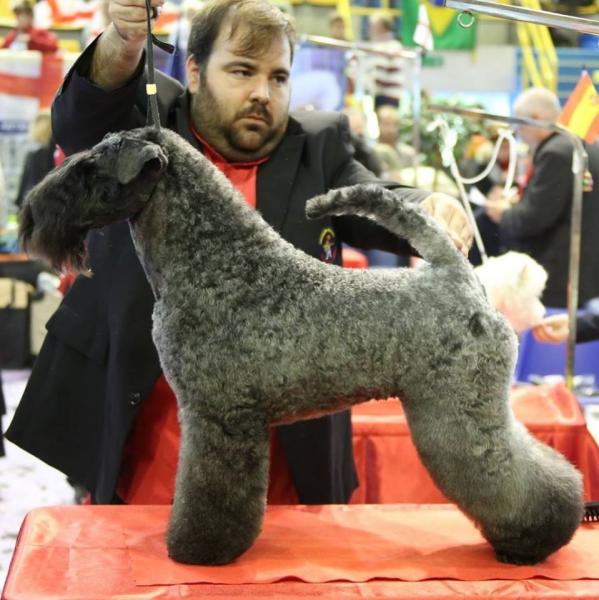 Kerry Blue Terrier.  Ch. Bluemont Analivia Purabella at La Cadiera.