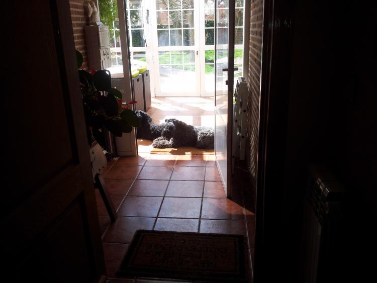 Kerry Blue Terrier. La Cadiera En Estado Puro   Multi Jr.Ch. La Cadiera Geisha al solete