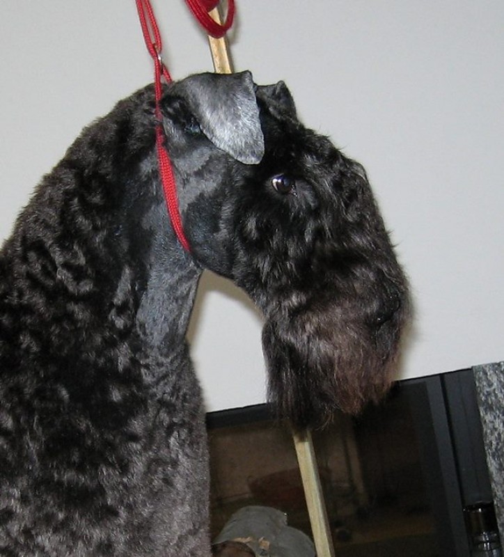 Kerry Blue Terrier. La Cadiera Fenomeno Azul.