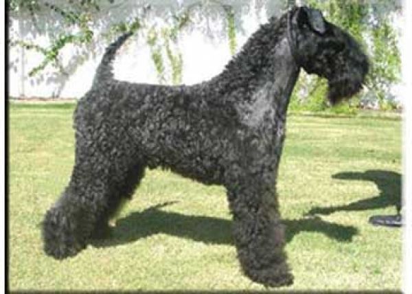 Kerry Blue Terrier. Braudag Champion Truman. 