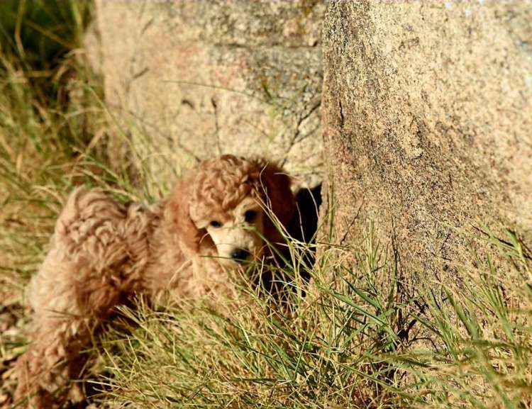 Caniche. Camada 3L. La Cadiera Lady Love con 2 meses.