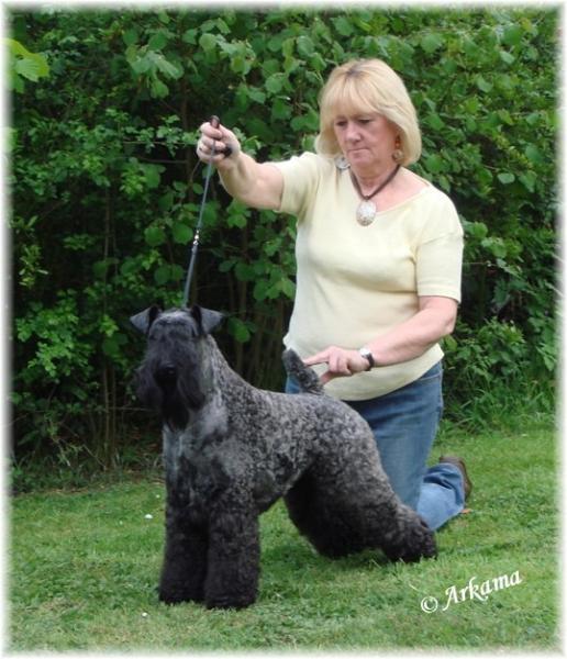 Kerry Blue Terrier.  Ch. Edbrios Bohemian Ivanhoe At Arkama.