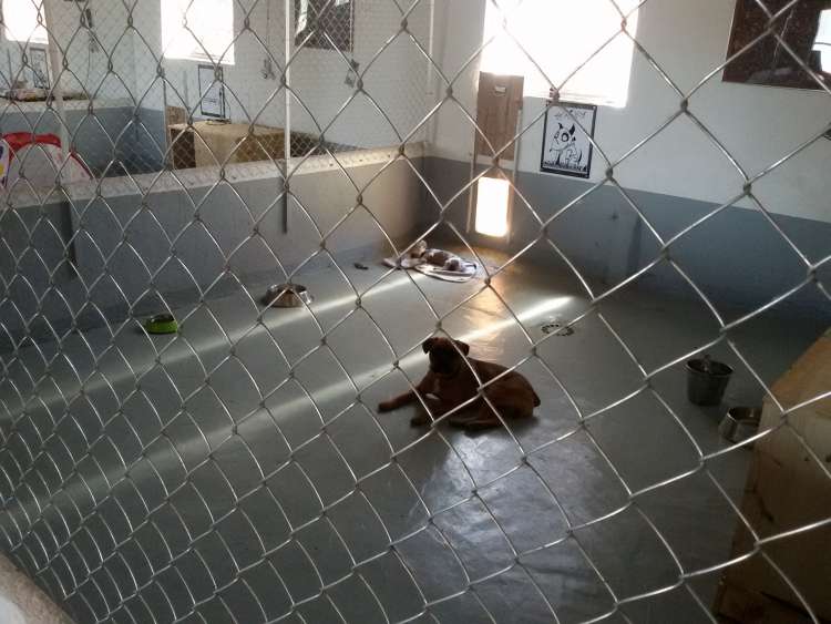 Coco y Nody descansando tras el paseo.