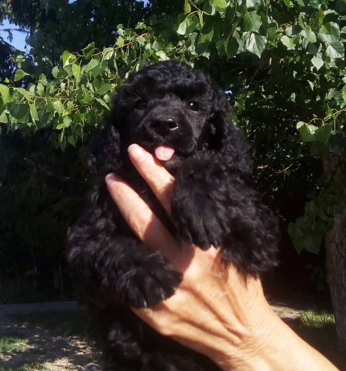 Caniche. Camada 3L. La Cadiera Li Kan. Macho. 6 semanas.