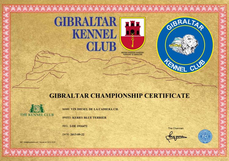 Kerry Blue Terrier.  Gibraltar Ch. Vin Diesel de La Cadiera. Kerry Blue Terrier.  Gibraltar Ch. Vin Diesel de La Cadiera.