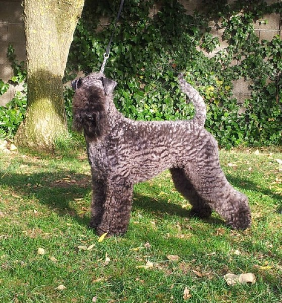 Kerry Blue Terrier.